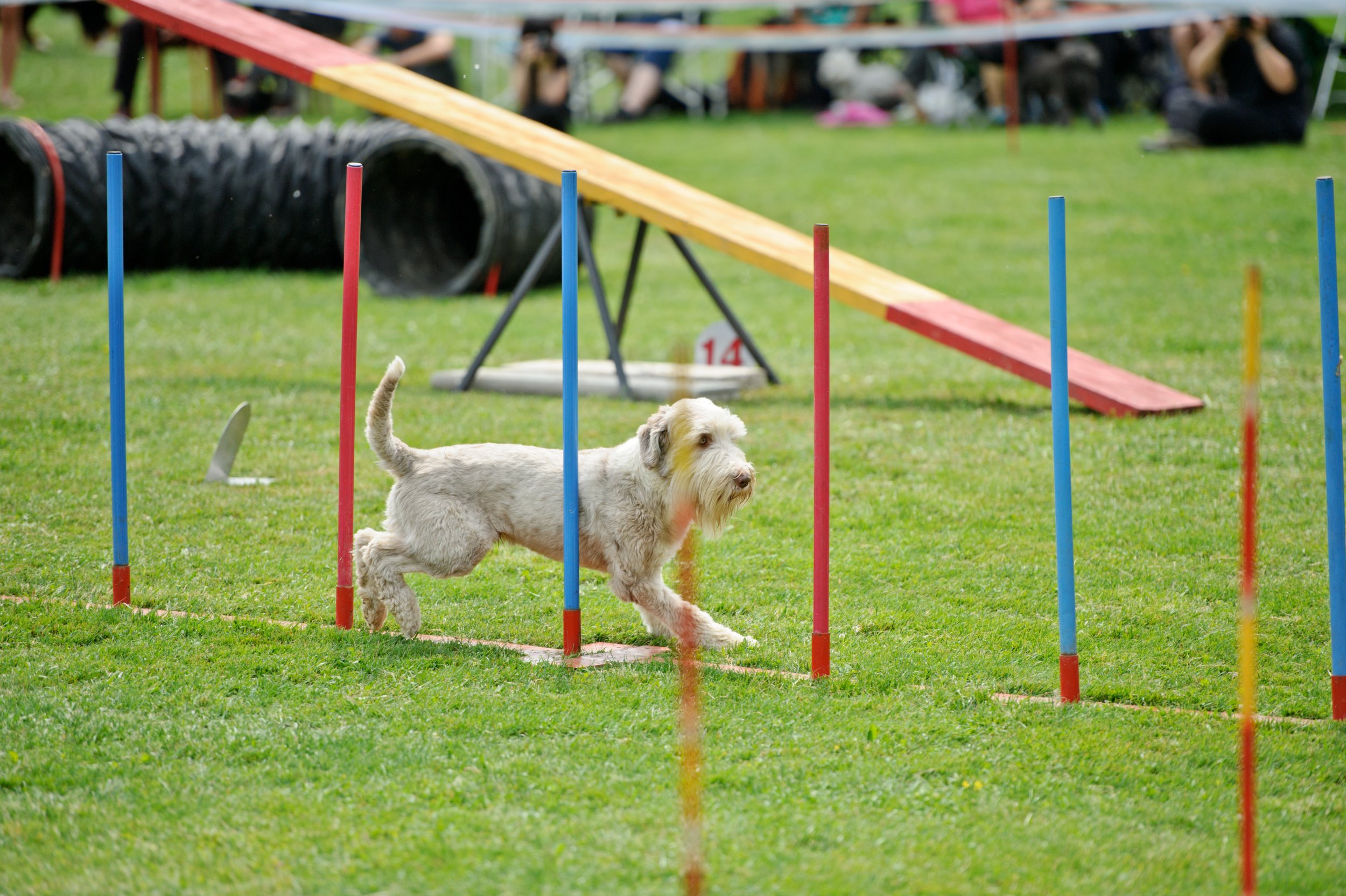 Immingham Dogs Home Easter Dog show Live Stream